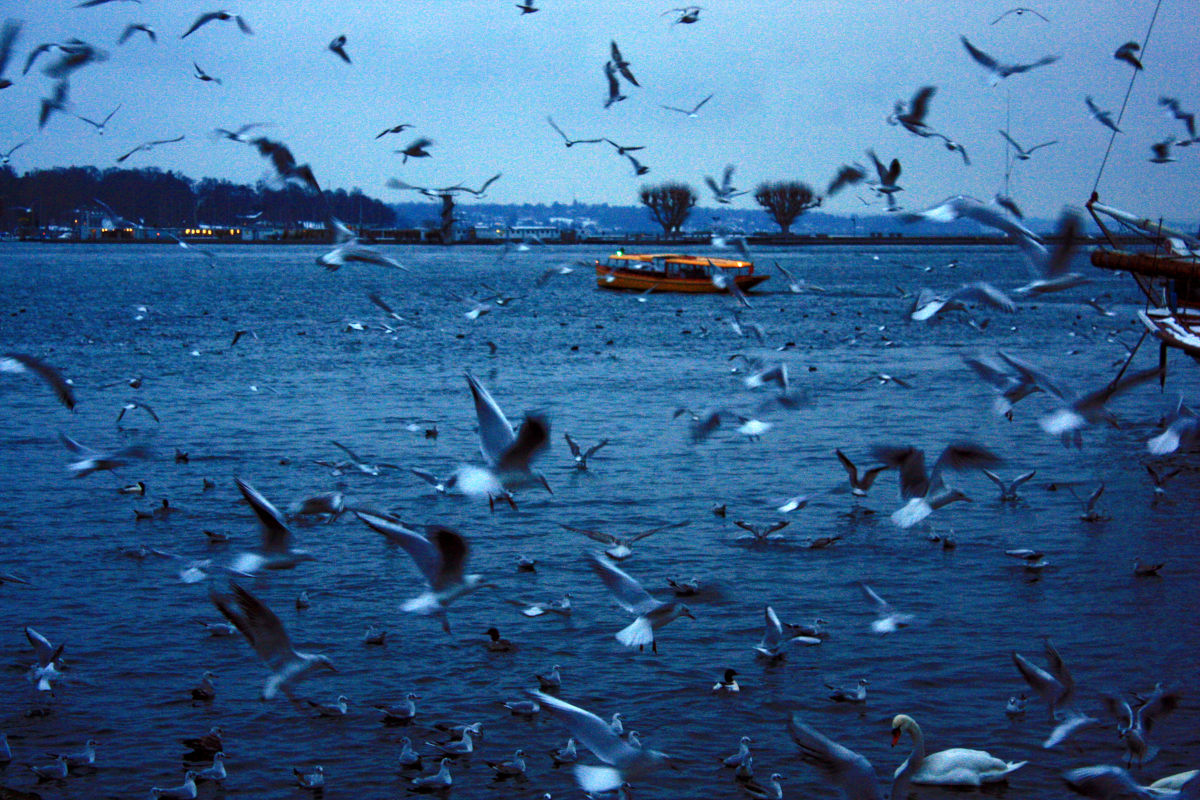 La mer près de la côte, et des mouettes par dizaines et peut-être même par centaines qui volent en vrac devant l’objectif, figeant une image en nuances de bleus relativement sombre et tachetée de blanc.
